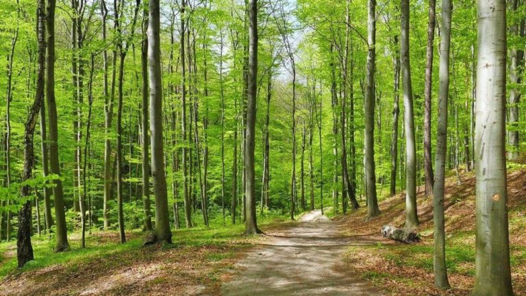 İstanbul’da ormanlık alanlara giriş yasaklandı